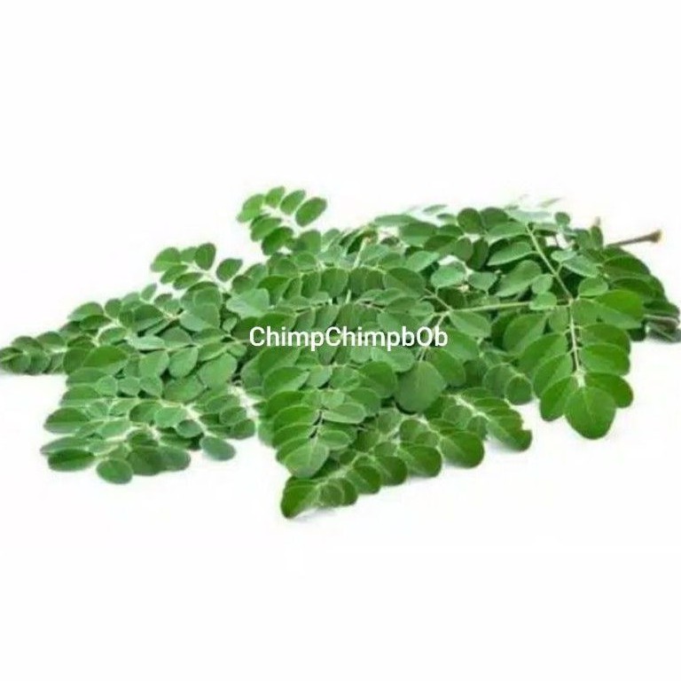 

DAUN KELOR SEGAR 300 GRAM / MORINGA OLEIFERA FRESH