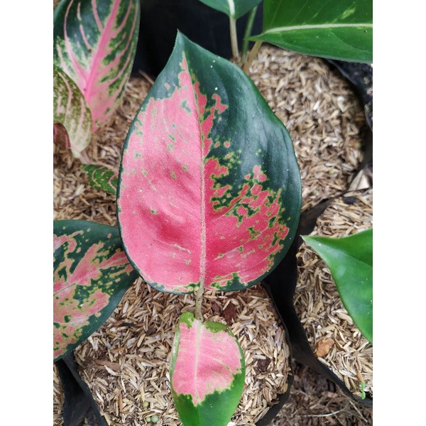 aglonema aglaonema kocin anakan Chinese Evergreen Sri rezeky red kochin baby/anakan