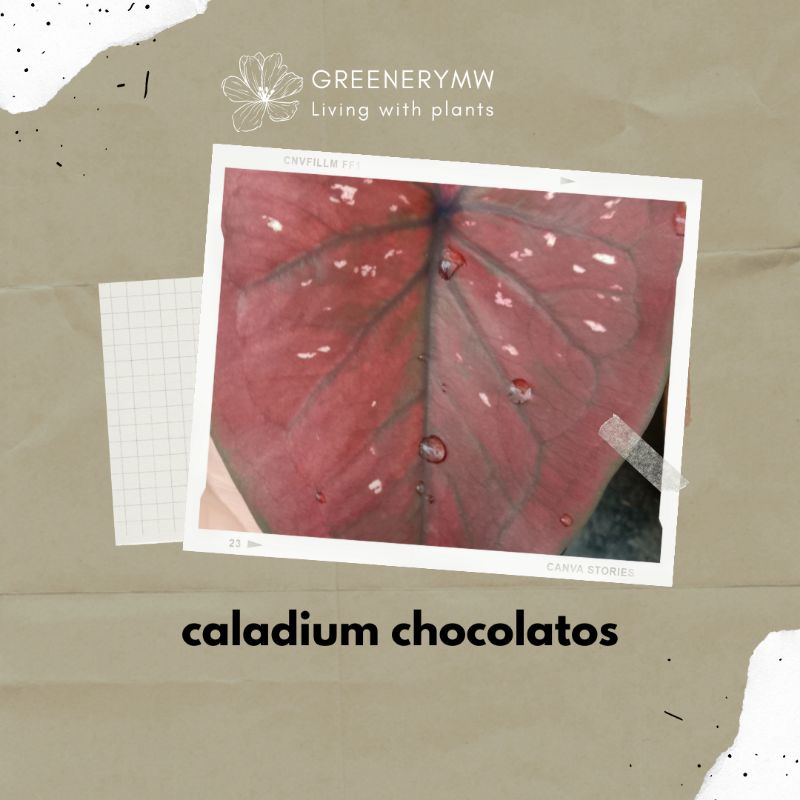caladium chocolatos keladi hias chocolatos tanaman hias keladi bibit caladium murah