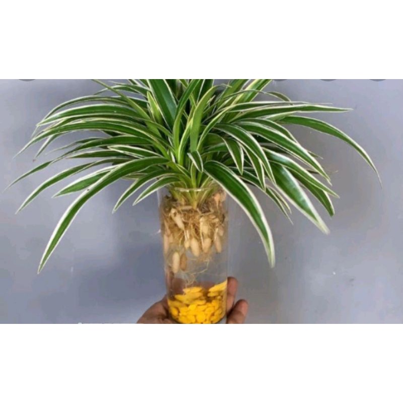 BISA COD Tanaman media air - Lily Paris tanaman yang bisa hidup dia air