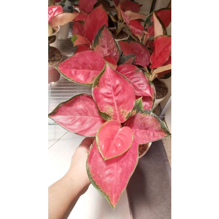Aglaonema Suksom Jaipong Jumbo