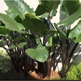 Keladi Hitam Sente Hitam Sente Ireng Senthe Hitam Alocasia Black Jack Shopee Indonesia