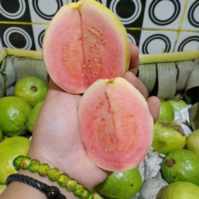 

Jambu Biji Merah