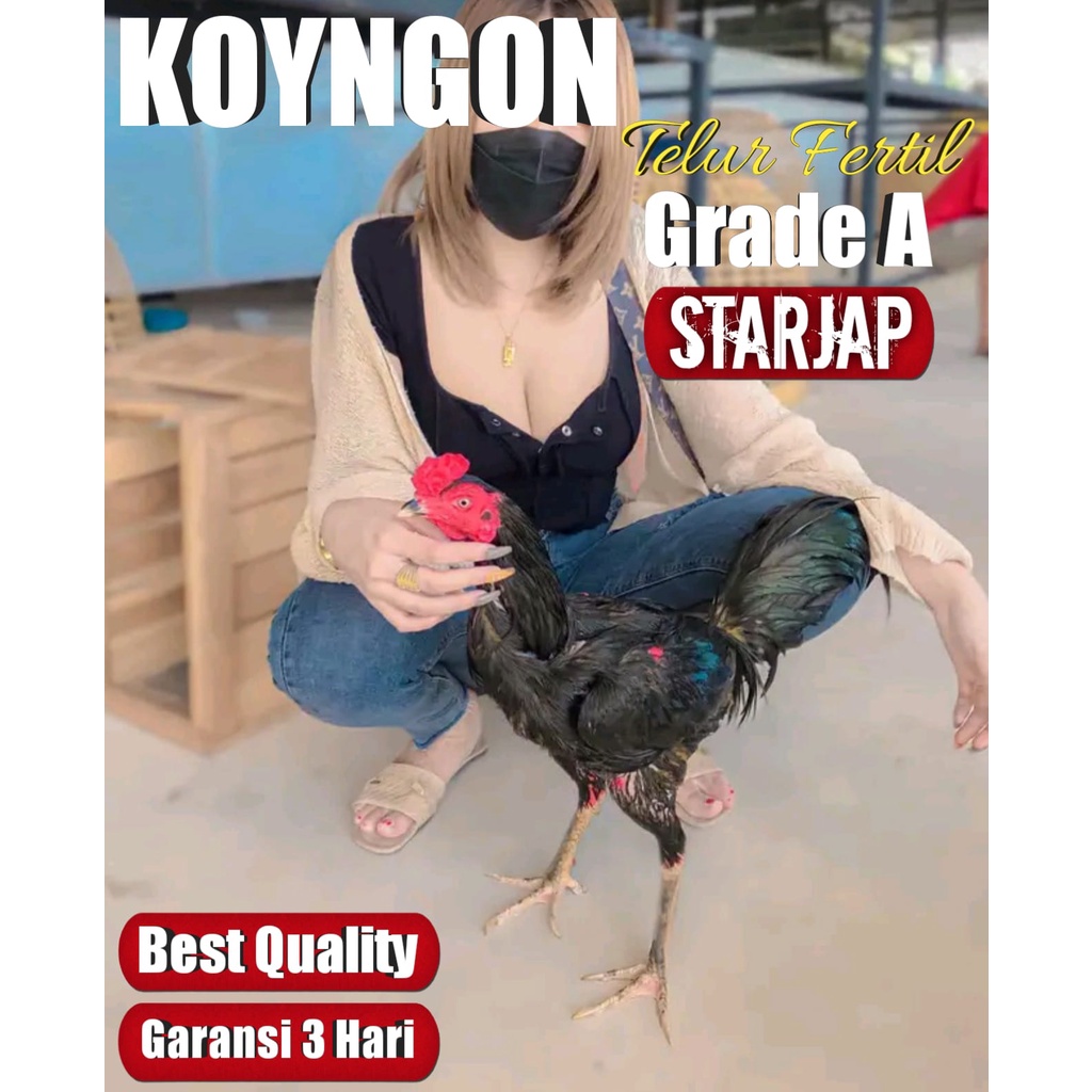 ayam bangkok asli thailand telur fertil super koyngon impor