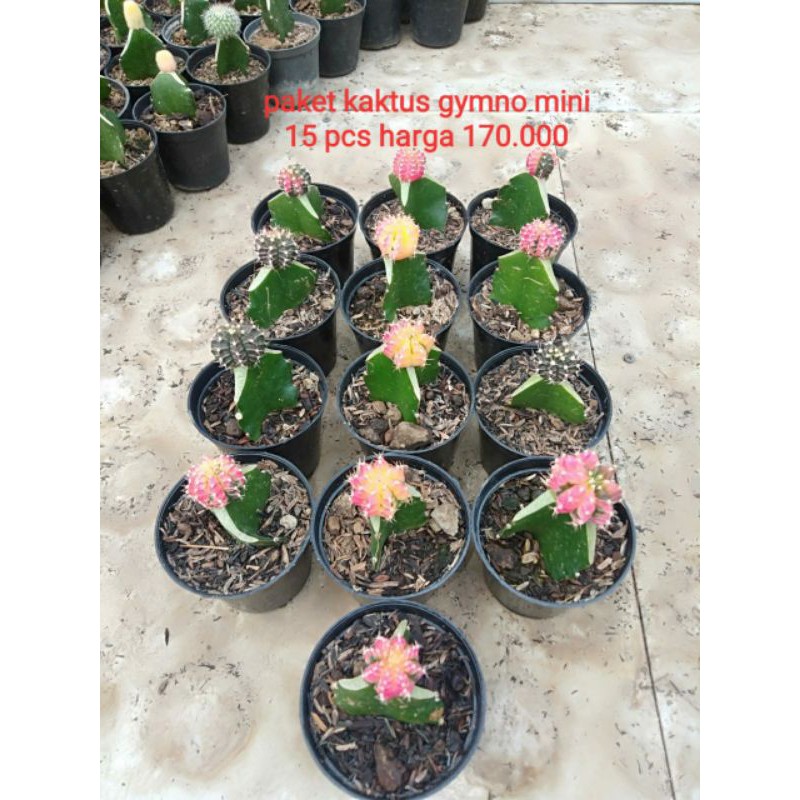 Diskon Paket Kaktus Mini Warna Lokal Free Pot 8 Cm NRl3jZ5HgDmdB9