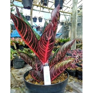 Bibit bunga aglonema  red sumatera Shopee Indonesia