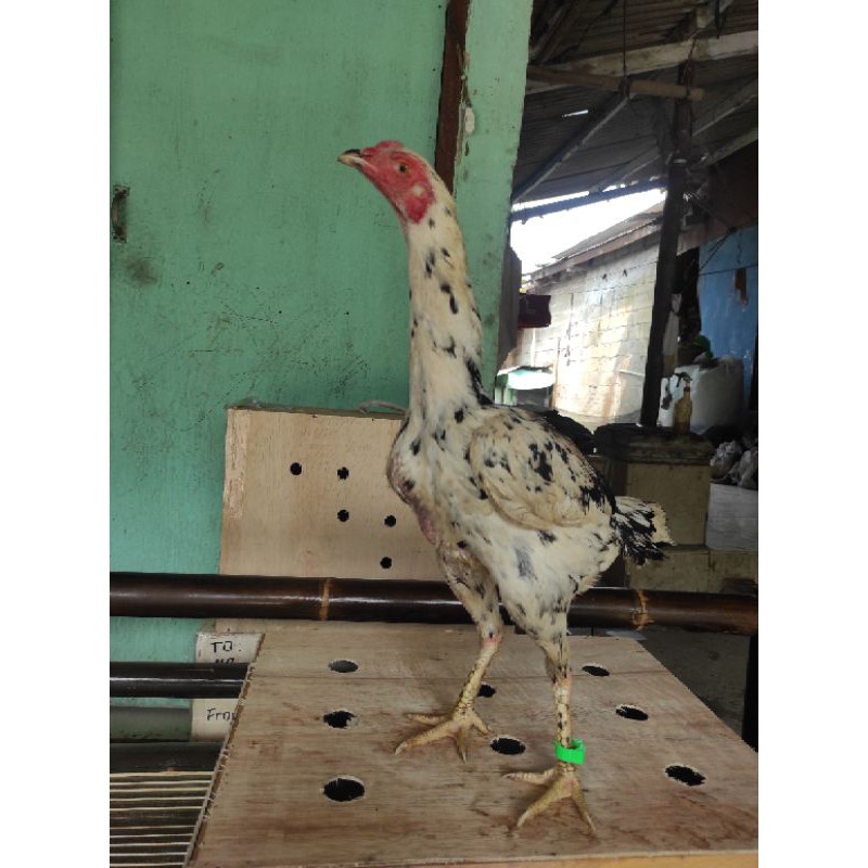 peternakan ayam birma di indonesia