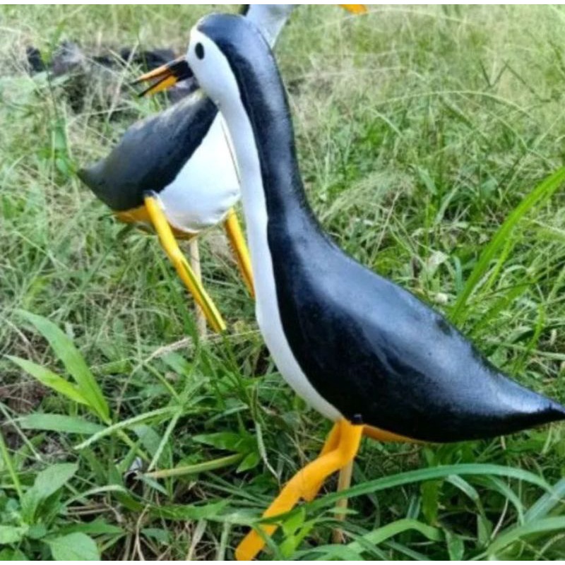 MURAH 2 PCS BURUNG KAREO PEMIKAT BURUNG JONTROT
