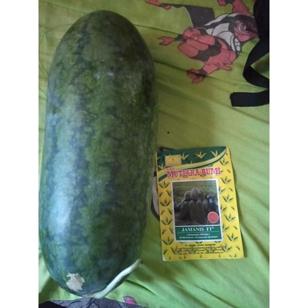 benih bibit semangka inul jamanis 20gram kemasan original