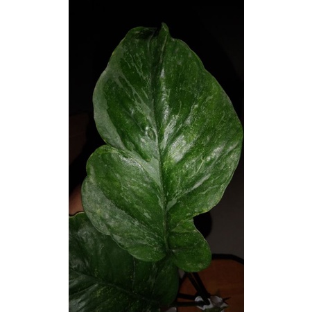 Epipremnum Bagong Sp Merapi