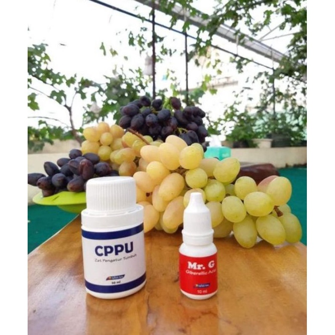 Pupuk anggur Cppu+MR.G Hormon buah anggur by Raffatih Farm