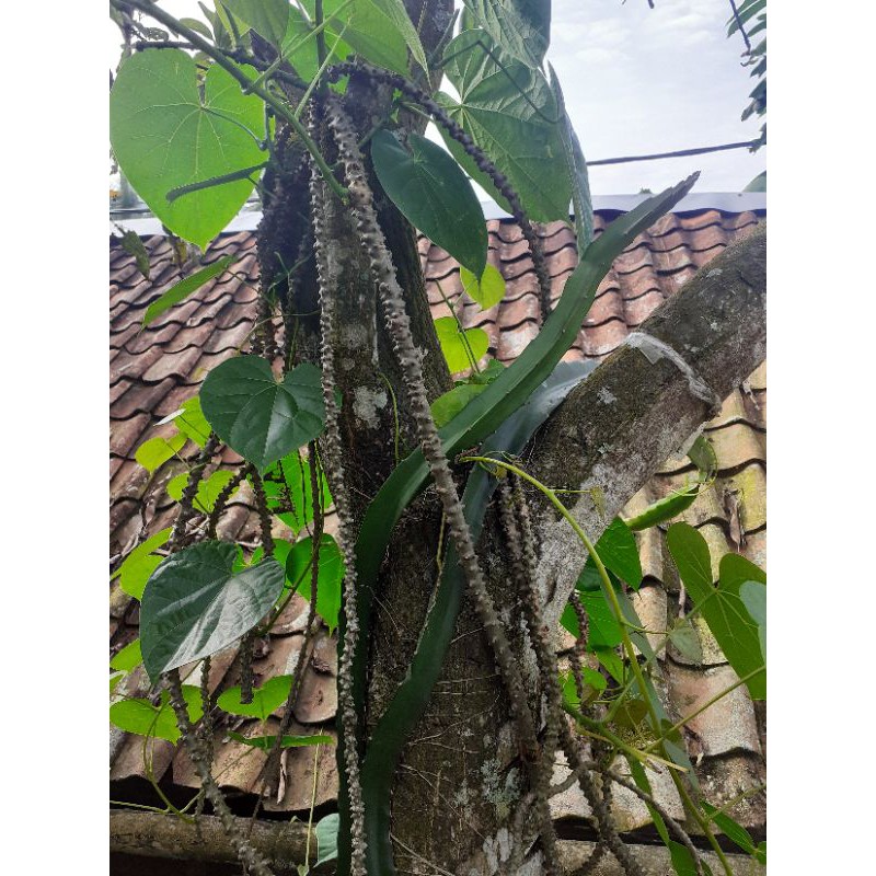 

Brotowali atau patrawali segar fresh