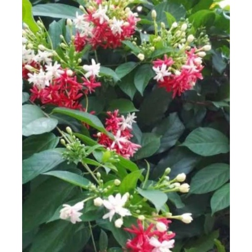 bibit melati belanda tumpuk  asli