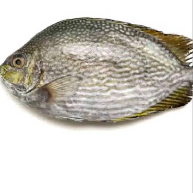 

IKAN BARONANG FROZEN
