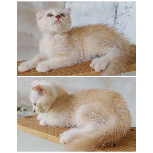 Jual kucing kitten scottish fold usia 2.5 bulan jantan lucu murmer saja