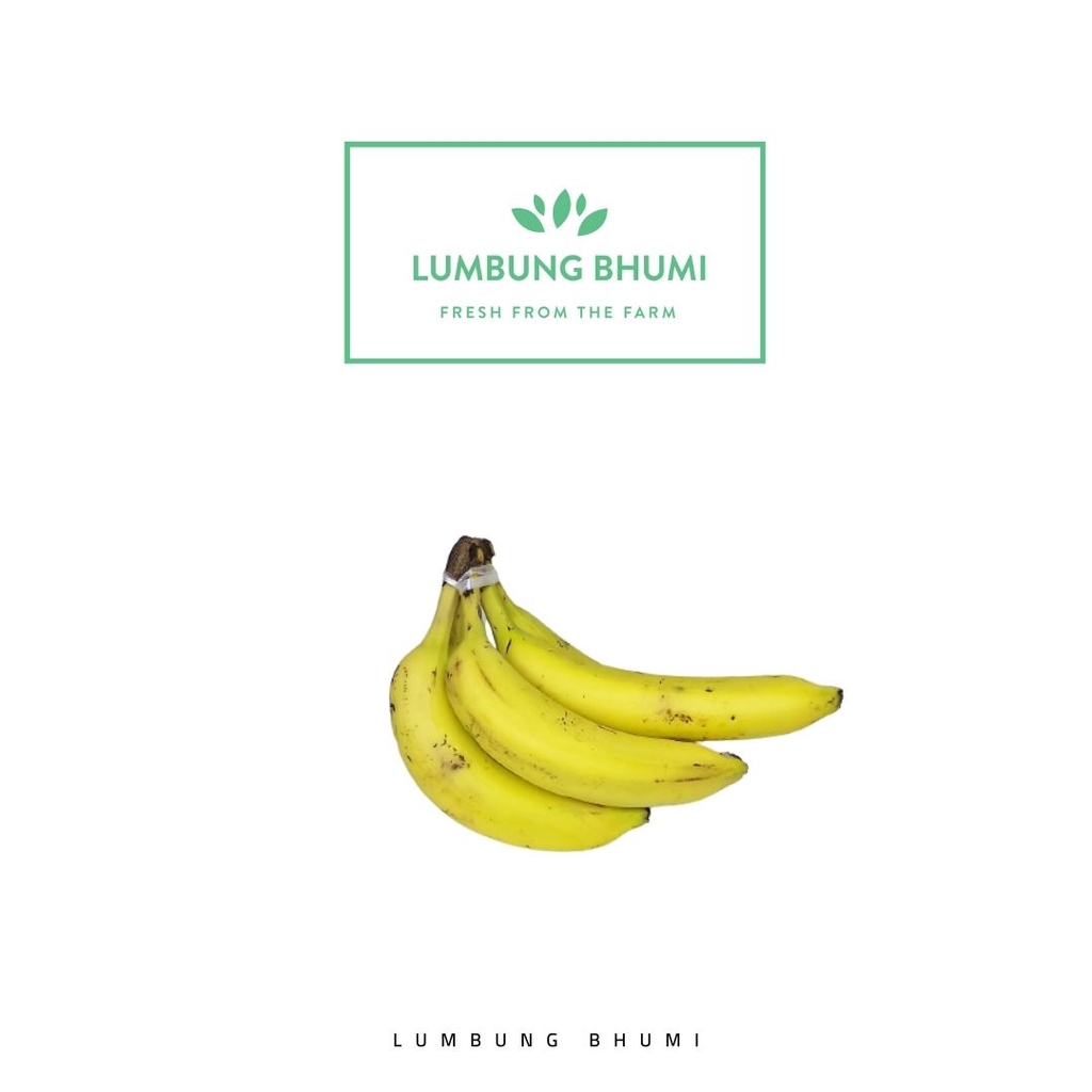 

Lumbung Bhumi - Pisang Cavendish Pretelan 500 Gr ( Buah Curah )