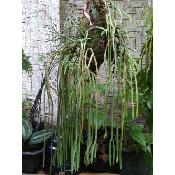 Macam macam kumpai.kumpai sisik,kumpai Bintang,kumpai kumpai