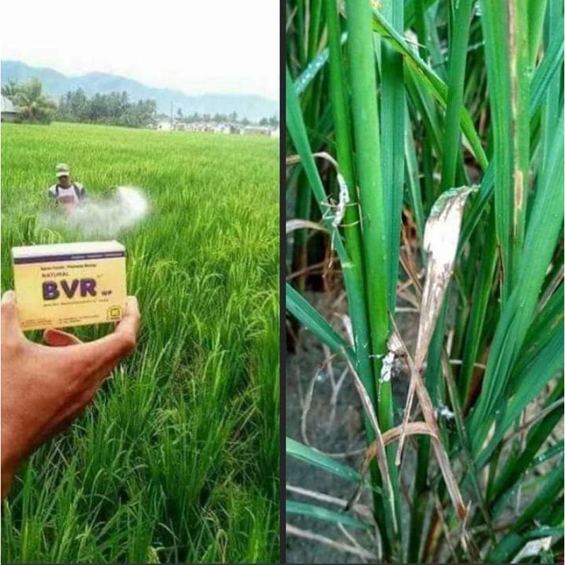 BVR OBAT HAMA DAN WERENG PESTISIDA RAMAH LINGKUNGAN