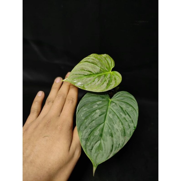 PHILODENDRON MAJESTIC