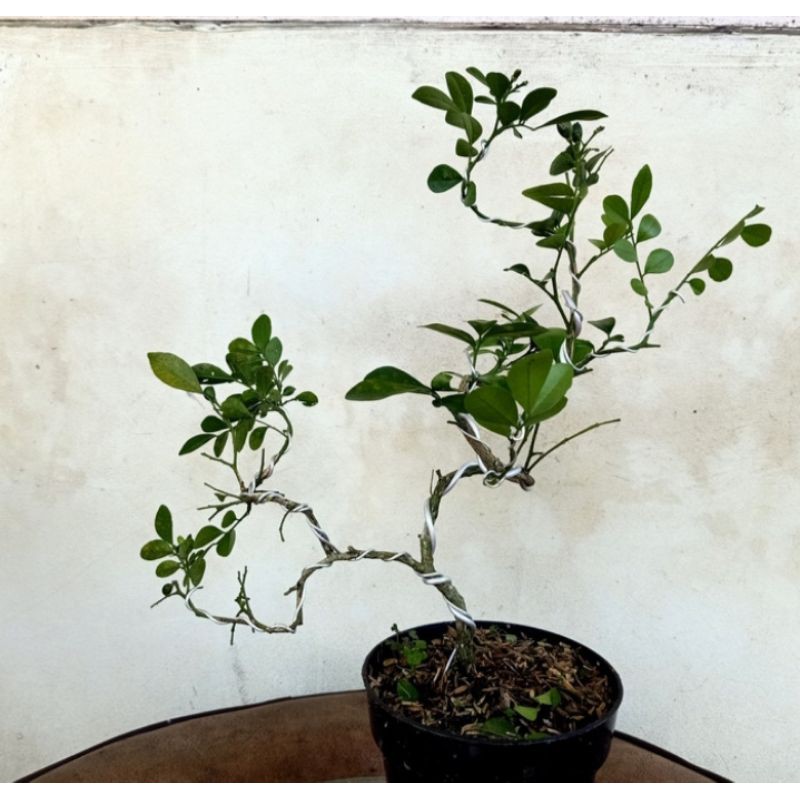 bonsai kemuning tanaman hias pohon bonsai kemuning