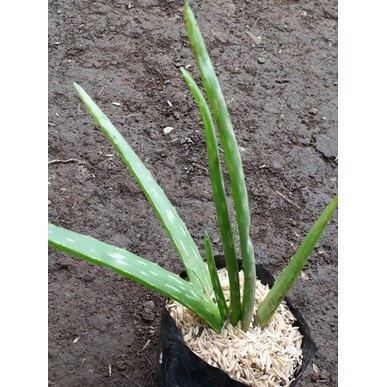 

New Terlaris bibit lidah buaya/aloe vera COD