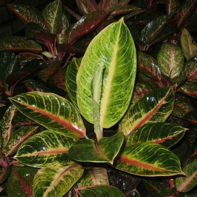 Tanaman Hias Aglonema Big Mama