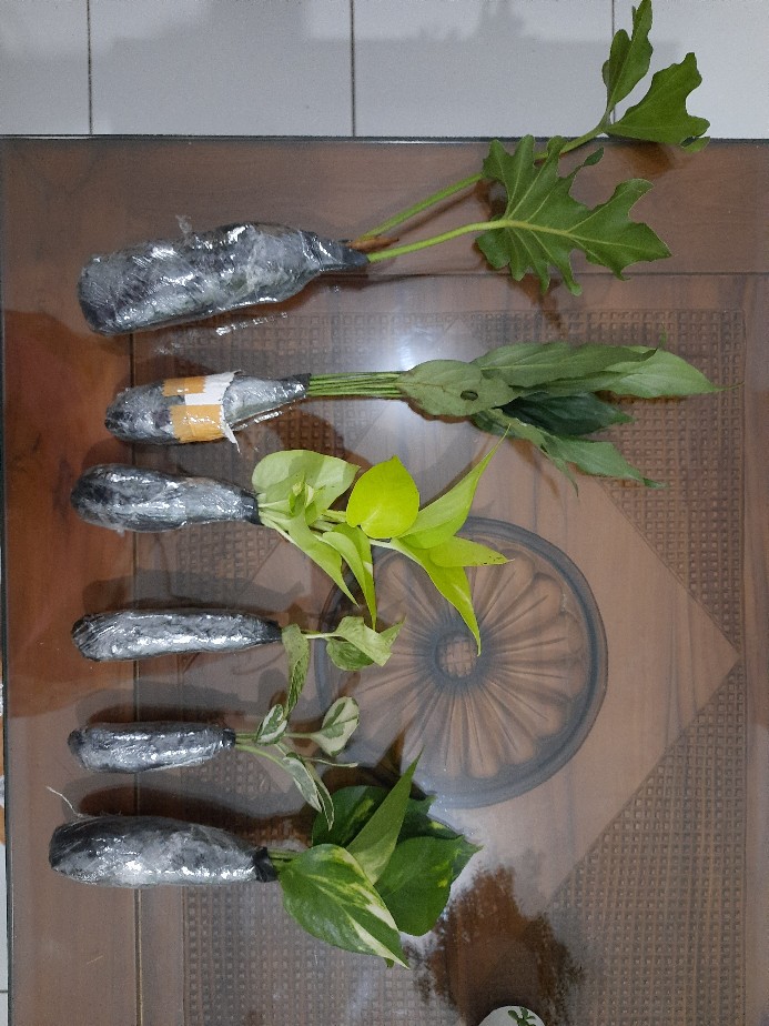 Paket Tanamn Hias Sirih Gading - Paket 4 Tanamn Hias Sirih Gading