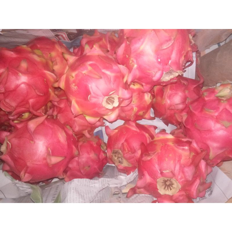 

buah naga merah super