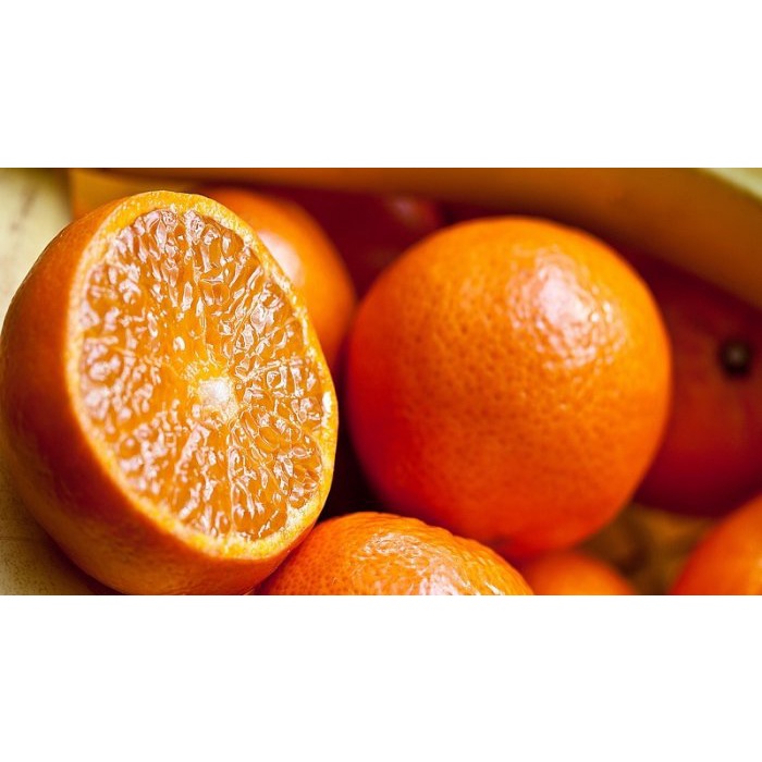 Bibit jeruk jeruk mandarin okulasi kualitas super