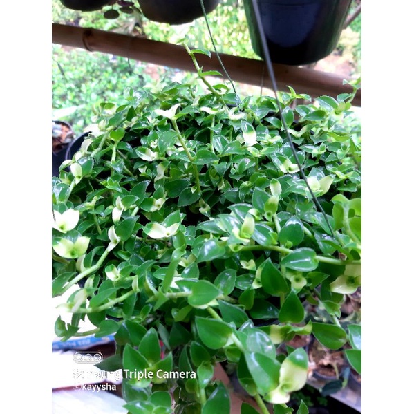 tanaman hias | air mata janda