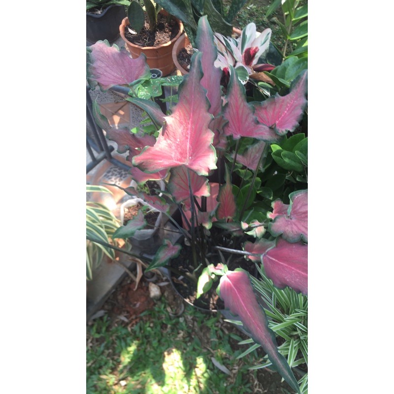 Caladium (Keladi) Keris