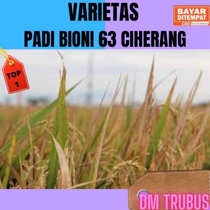 BENIH PADI VARIETAS BIONI 63 CIHERANG ORIGINAL 5KG