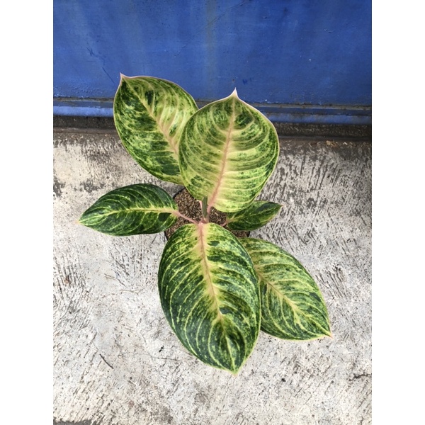Aglaonema obama
