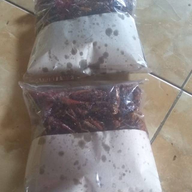 

Walang kayu / belalang kayu