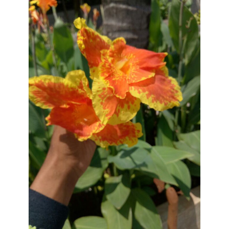 Paling Murah Tanaman Bunga Khana Varighata z1jlzk0hoLJDKmN