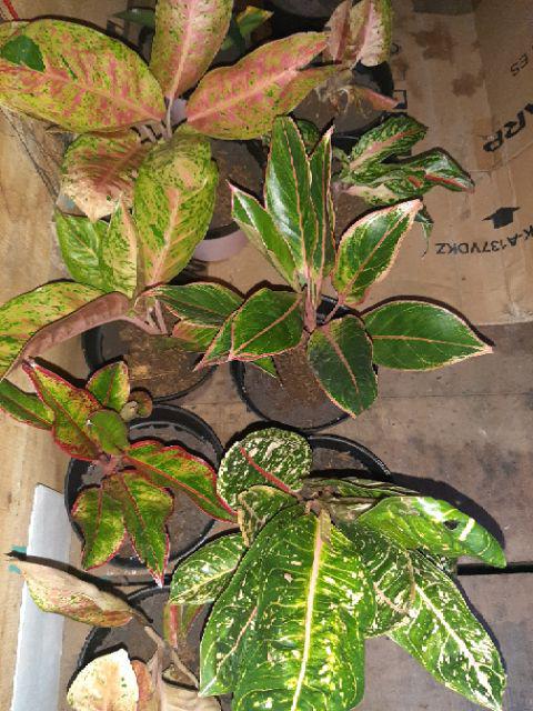 Aglonema Big Roy / Lulaiwan Ukuran Besar / Tananaman Hias Big Roy