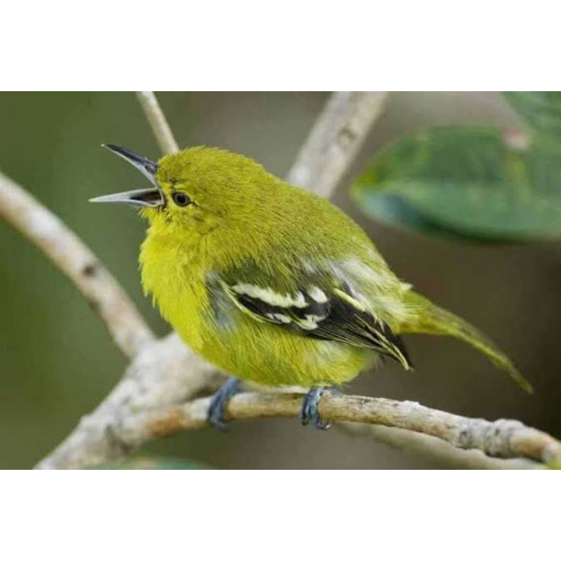 Jual Burung Anakan Cipoh / Cipow Lolohan | Shopee Indonesia