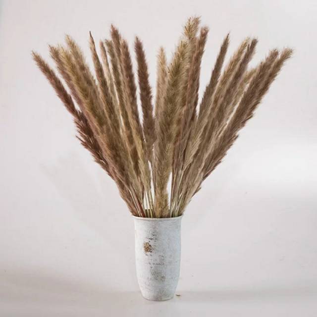 PAMPAS MINI IMPORT -  BUNGA KERING - DRIED FLOWER SMALL PAMPAS