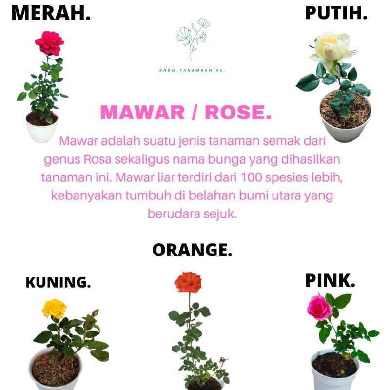 PROMO TANAMAN HIAS BUNGA ROSE MAWAR KUALITAS SUPER GRADE PILIH WARNA | MURAH | COD