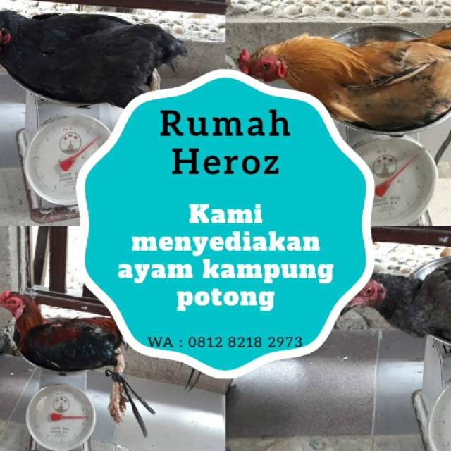 

Ayam kampung FRESH syar'i HERO 15 ons