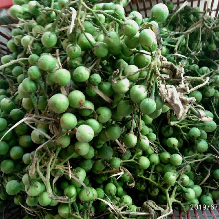 

Takokak Tekokak Rimbang 500gram