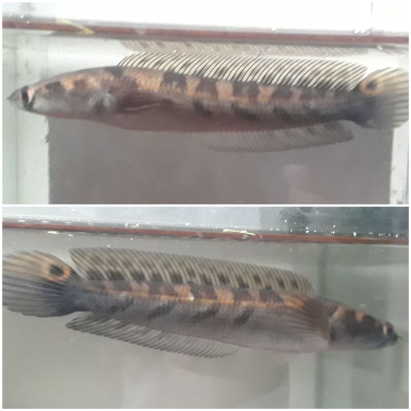 baby channa Yellow Sentarum 11-12cm Sortiran (Pesanan mas Andre Jakarta)