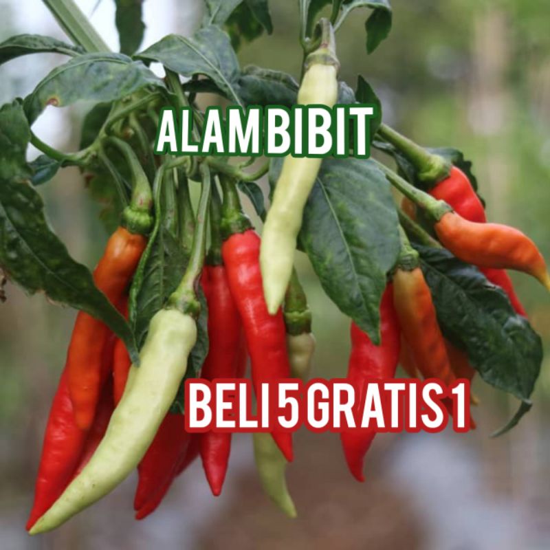 BIBIT CABE RAWIT SUPER (BUAT MASAK) Beli 5 gratis 1