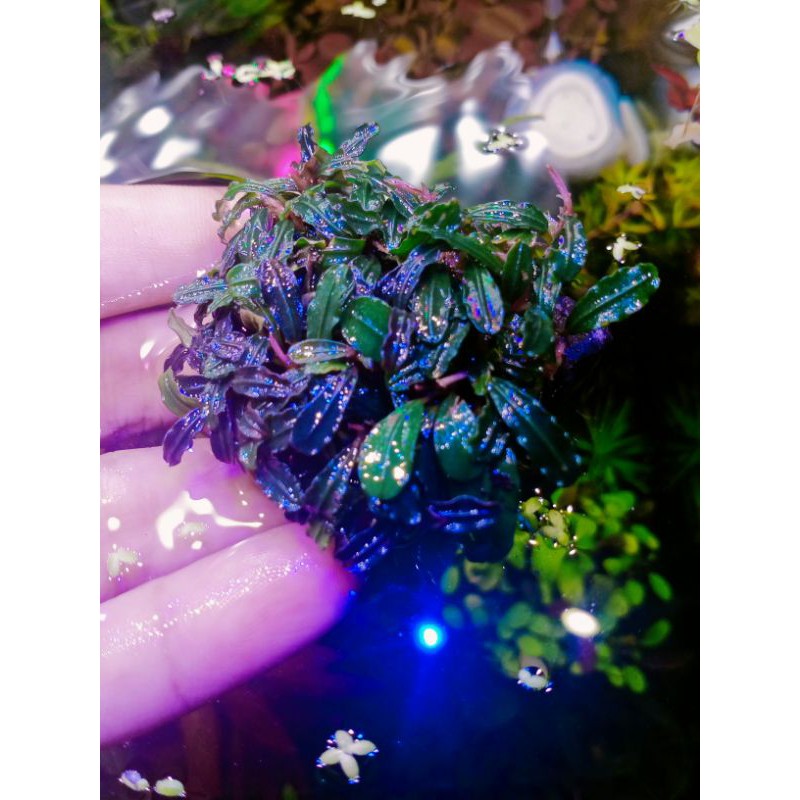 Buce mini phantom (media batu)