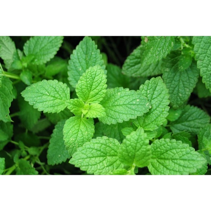 

Teh-Daun- Daun Mint 250 Gram -Daun-Teh 800 Teh-Makanan-Minuman