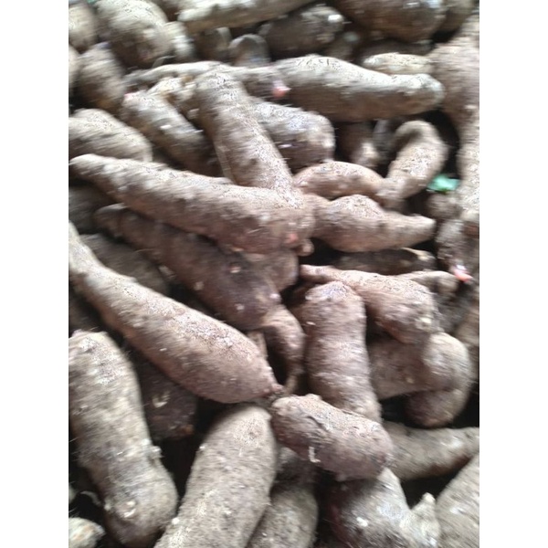 

Umbi talas / mbote / keladi segar besar fresh 500g 1kg