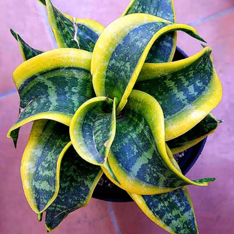 Tanaman Hias Sanseviera Twister - Sansivera Twister