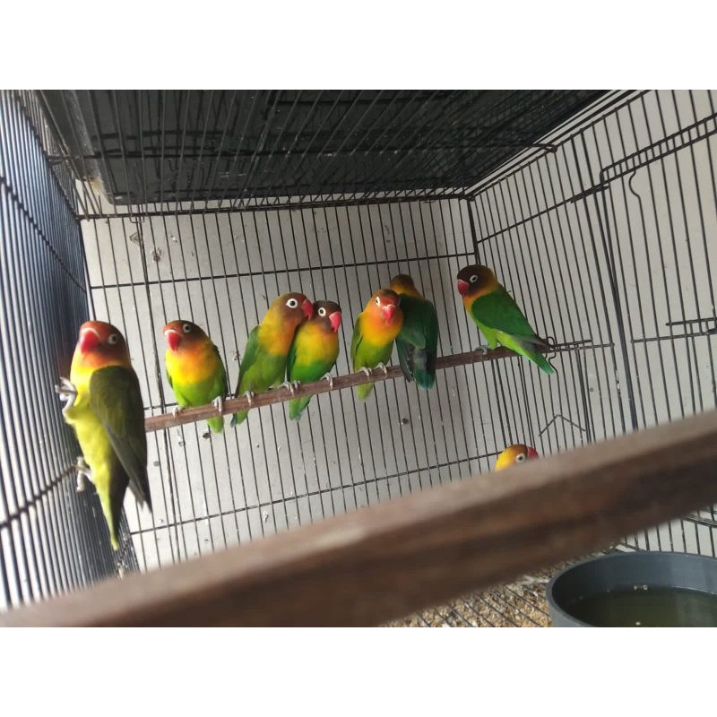 Lovebird josan