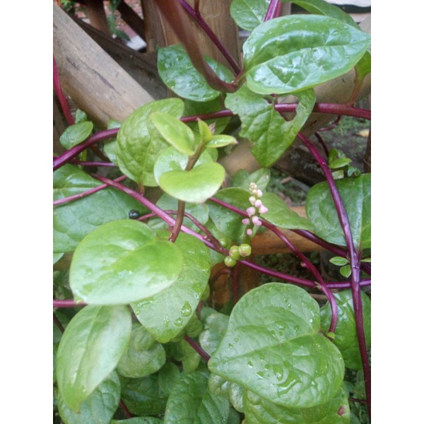

Daun Binahong Merah Segar (langsung petik) 100gr