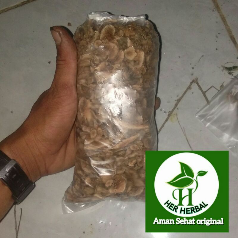 

Jual akar pepaya kering obat herbal ginjal